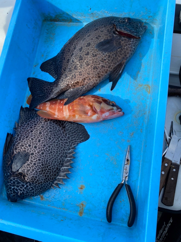 イシダイの釣果