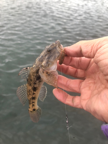 ウロハゼの釣果