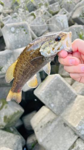 スモールマウスバスの釣果