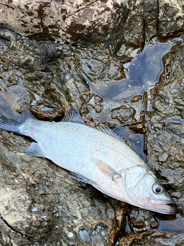 ヒラスズキの釣果