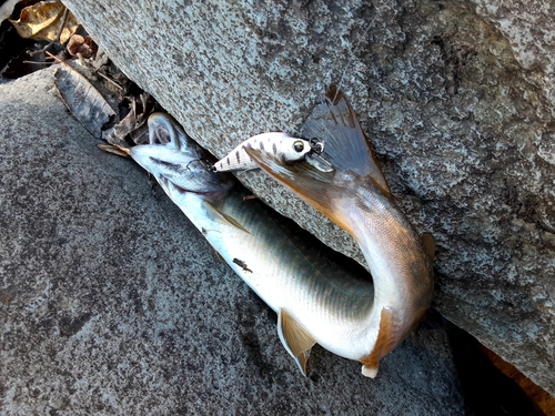 オショロコマの釣果