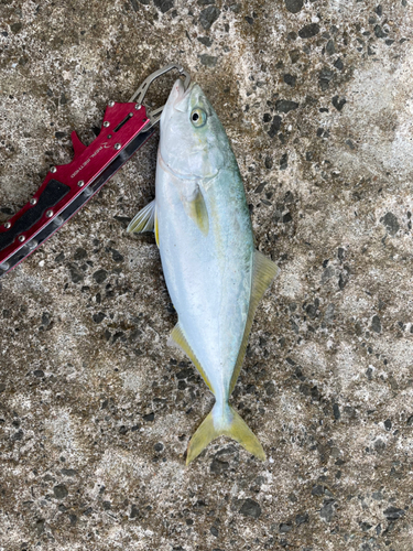 ワカシの釣果