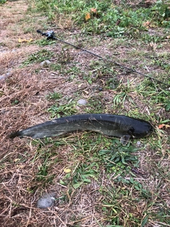 ナマズの釣果