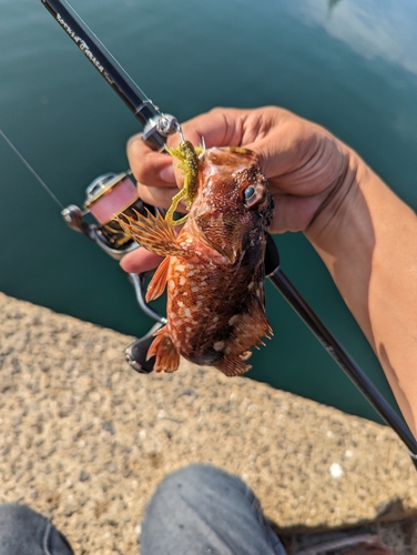 カサゴの釣果