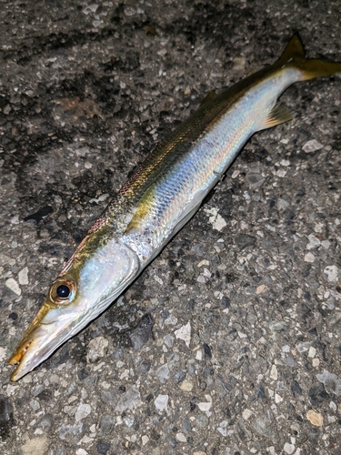 アカカマスの釣果