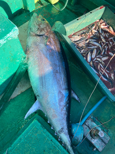 キハダマグロの釣果