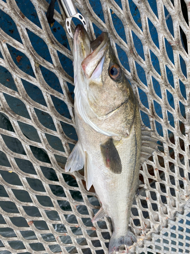 スズキの釣果