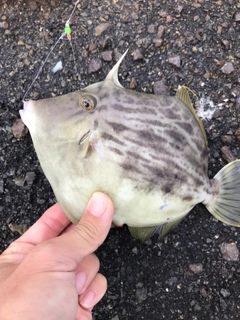 カワハギの釣果