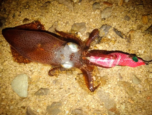 ヒイカの釣果