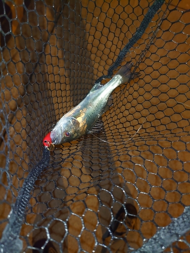 フッコ（マルスズキ）の釣果