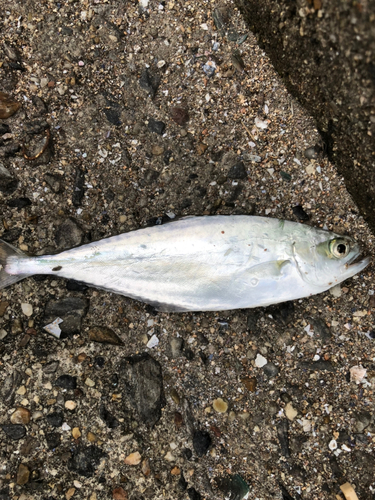 イケカツオの釣果