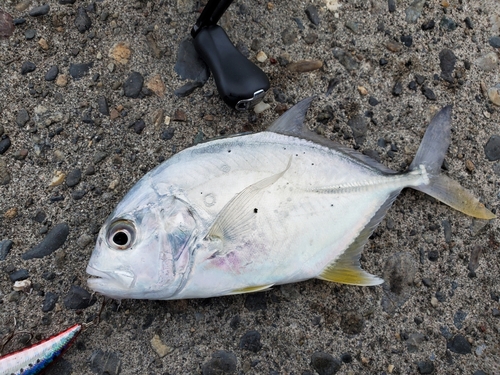 メッキの釣果