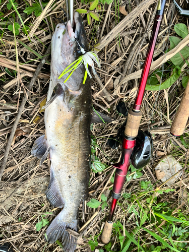 ナマズの釣果