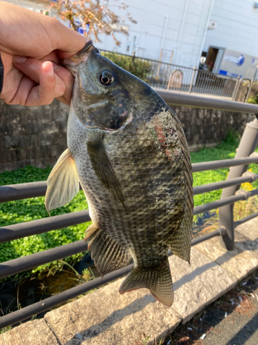 ナイルティラピアの釣果