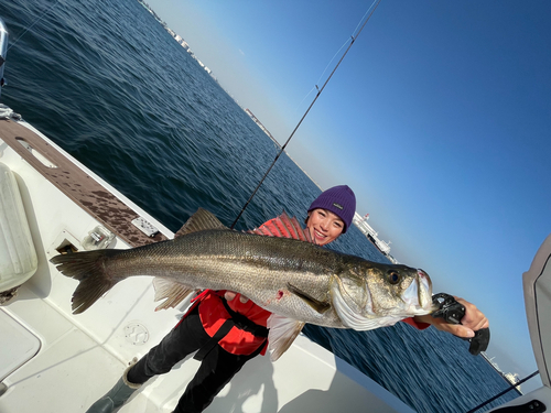 シーバスの釣果