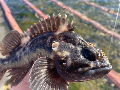 オウゴンムラソイの釣果