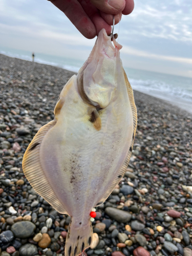 マツカワの釣果