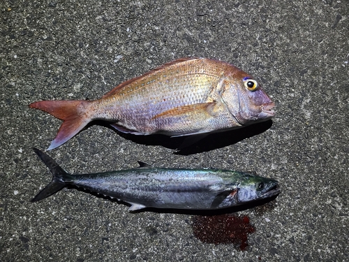 チャリコの釣果