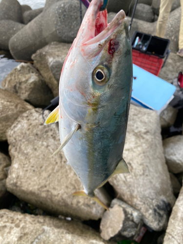 イナダの釣果