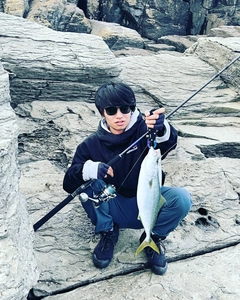 ハマチの釣果