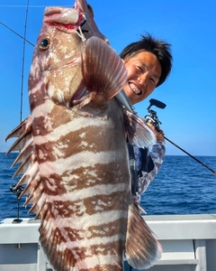 マハタの釣果