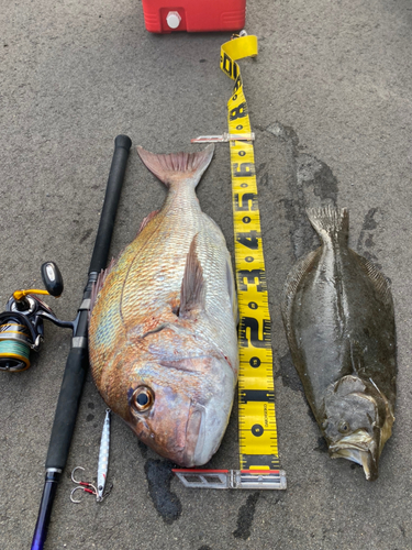 マダイの釣果