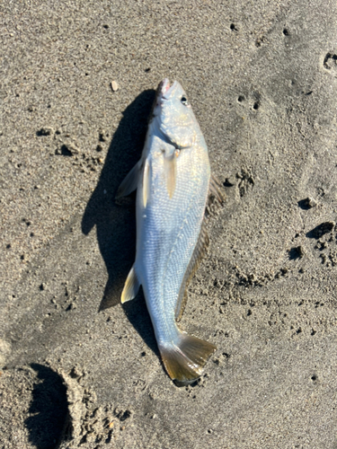 ニベの釣果