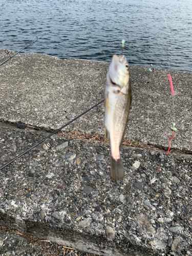 イシモチの釣果