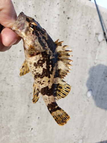 タケノコメバルの釣果