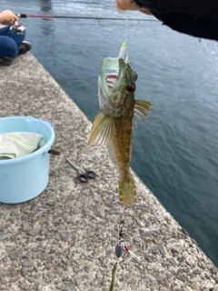 アナハゼの釣果