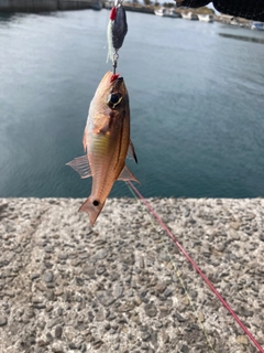 ネンブツダイの釣果