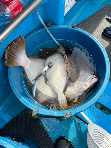 ヒラメの釣果