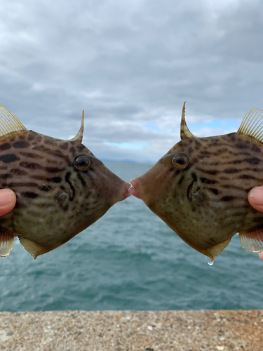 カワハギの釣果