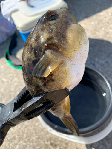 クサフグの釣果