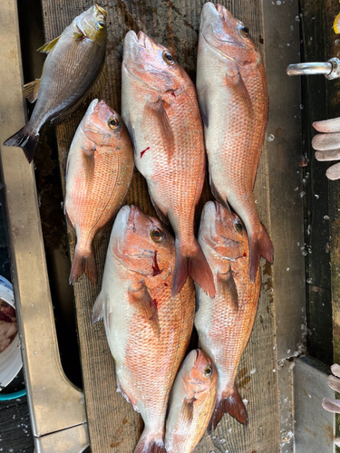 マダイの釣果