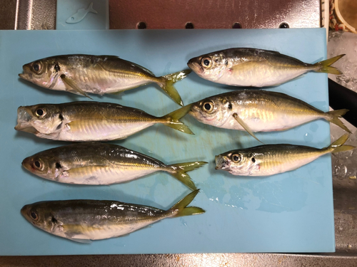 アジの釣果