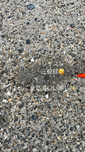 ヒラメの釣果