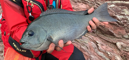 クチブトグレの釣果