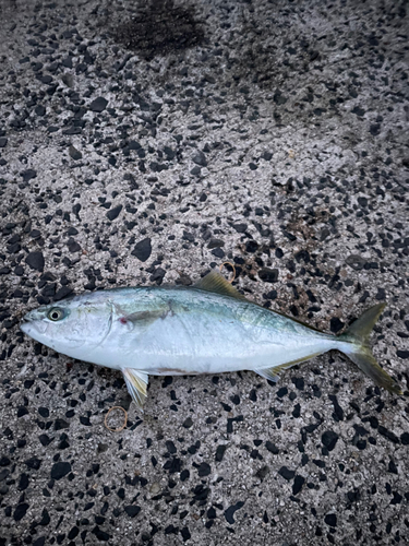 ワカナゴの釣果