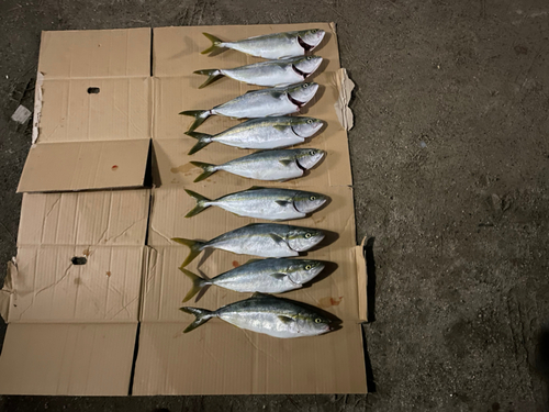 ワカナゴの釣果