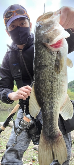 ラージマウスバスの釣果