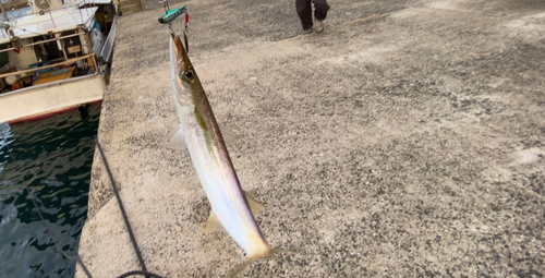 カマスの釣果