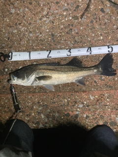 シーバスの釣果