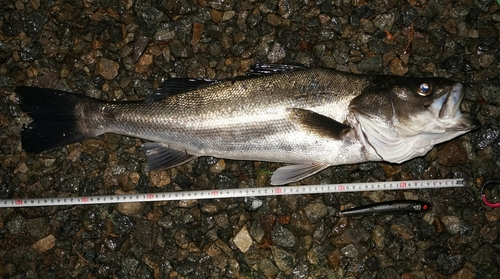 スズキの釣果