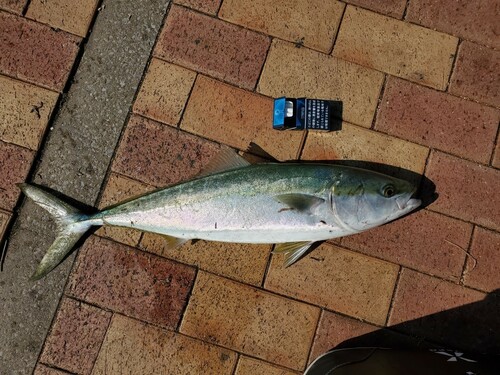 ヤズの釣果