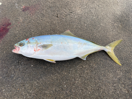 イナダの釣果