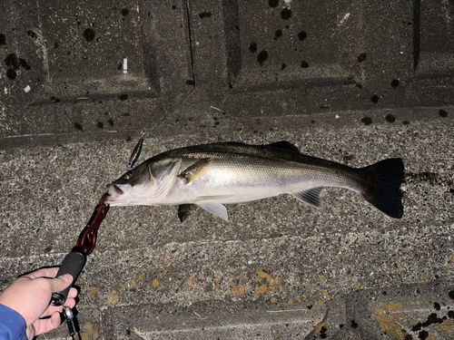 スズキの釣果