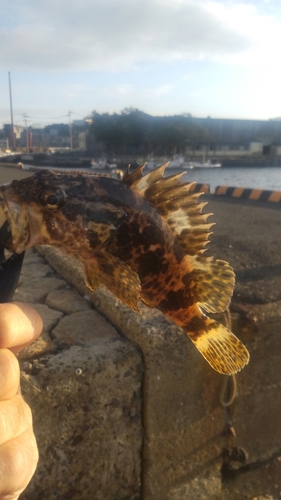 タケノコメバルの釣果