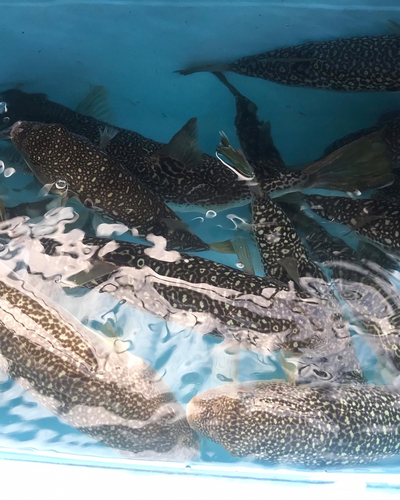 ショウサイフグの釣果