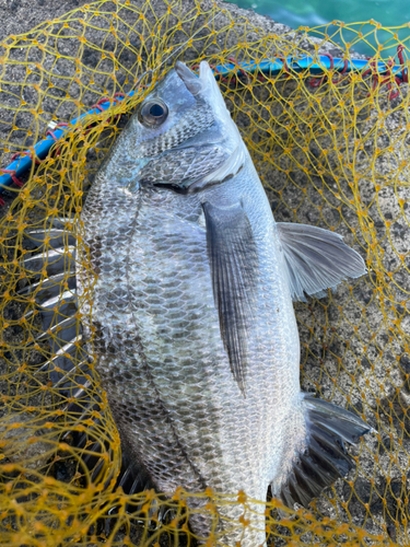 クロダイの釣果